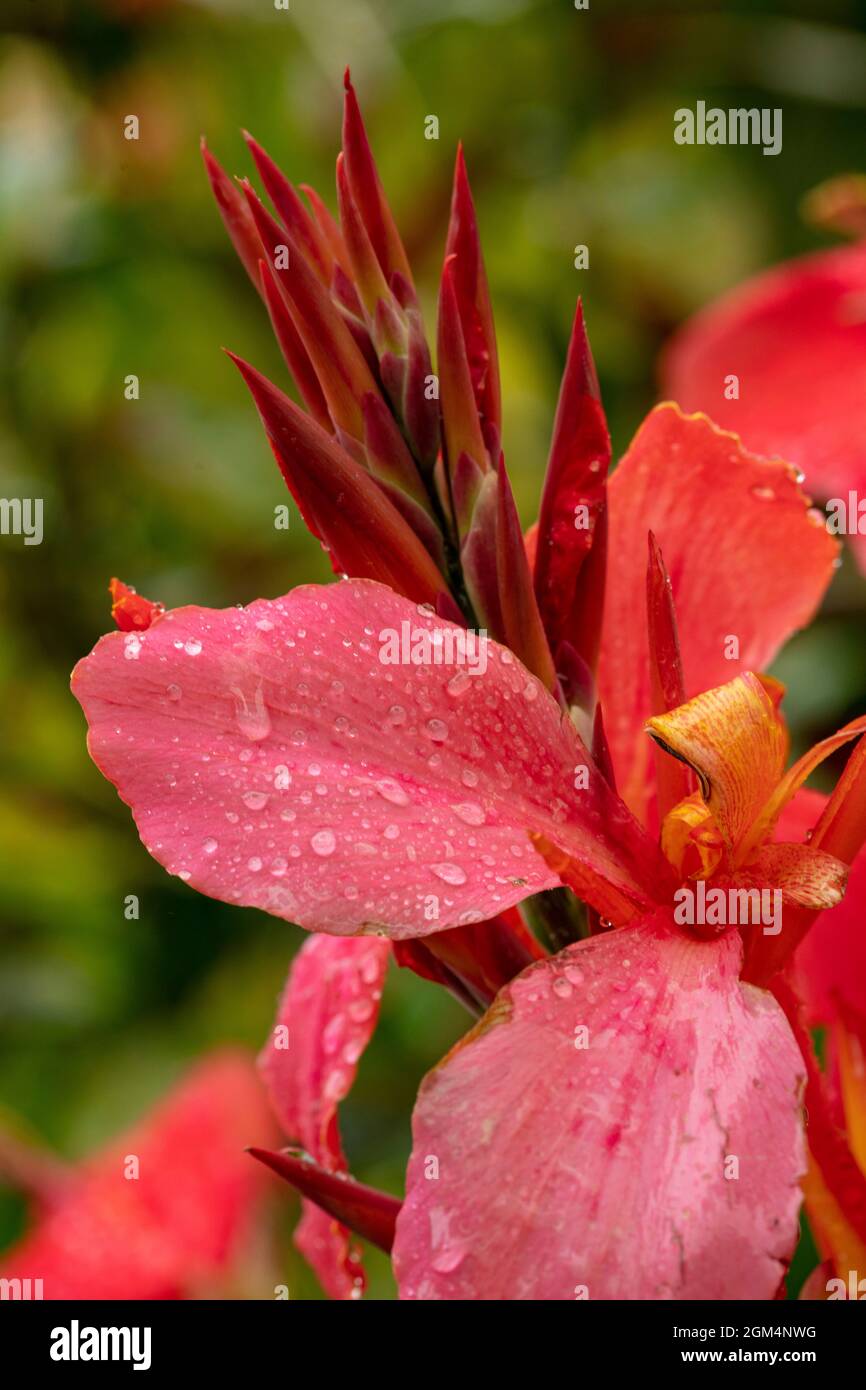 Die faszinierende Tigridia Pavonia ‘Speciosa’ blüht nach einem Regenschauer in Nahaufnahme Stockfoto