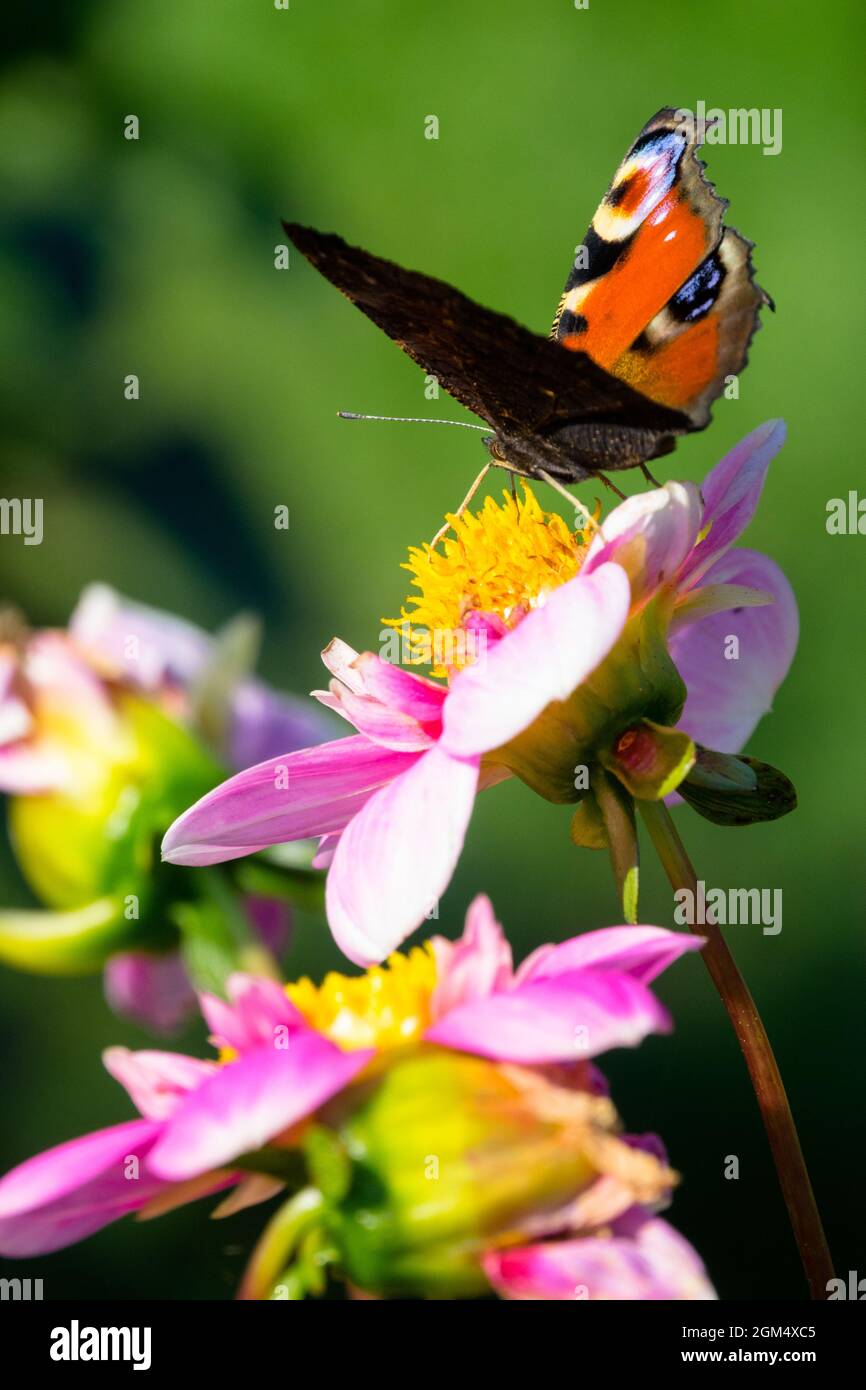 Inachis io Pfau Schmetterling auf Blume Dahlia Schmetterling im frühen Herbst Stockfoto