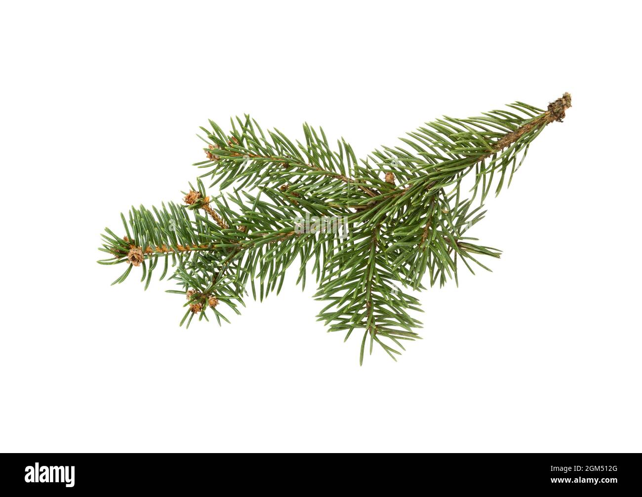 Fichtenzweig isoliert auf weißem Hintergrund. Tannenzweig. Fichtenzweig. Weihnachtstanne. Stockfoto