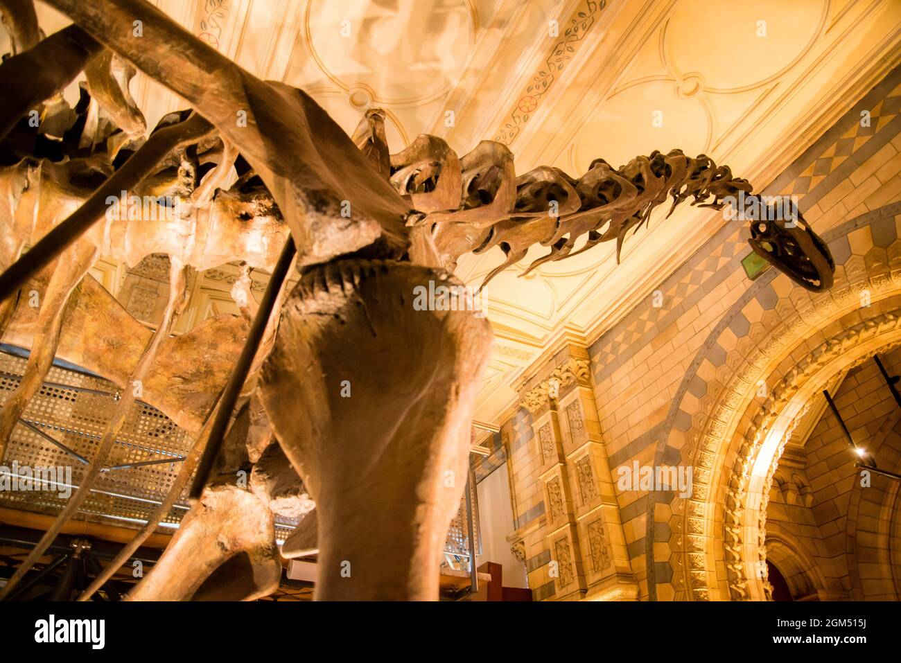 Dinosaurierskelett mit langem Hals im London Natural History Museum. Stockfoto