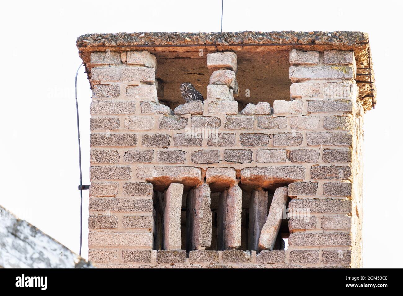 Kleine Eule im Kamin. Eulen, die im Dorf leben. Europäische Tierwelt. Stockfoto