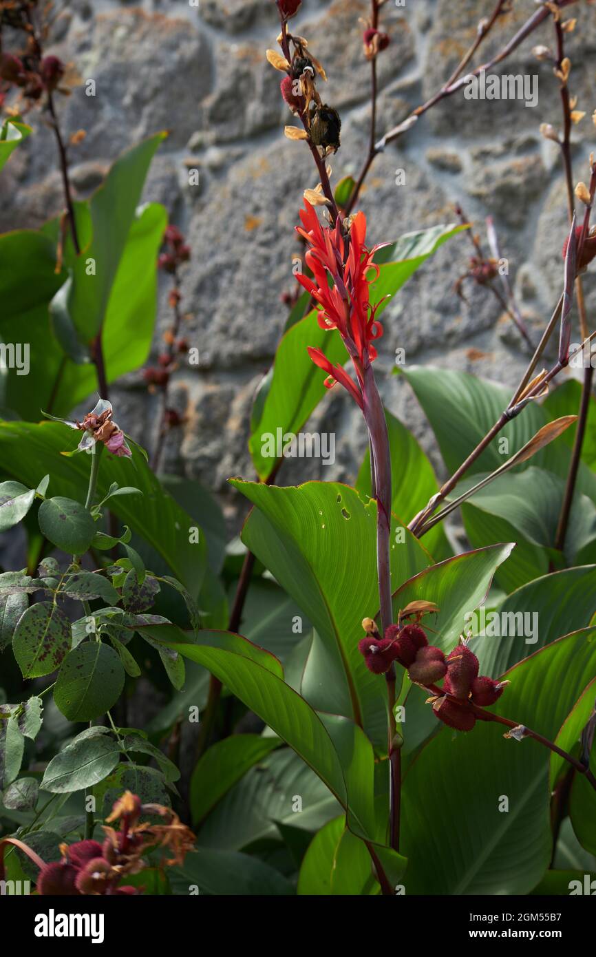 flor roja especial, enfrente de una fachada de piedra Stockfoto