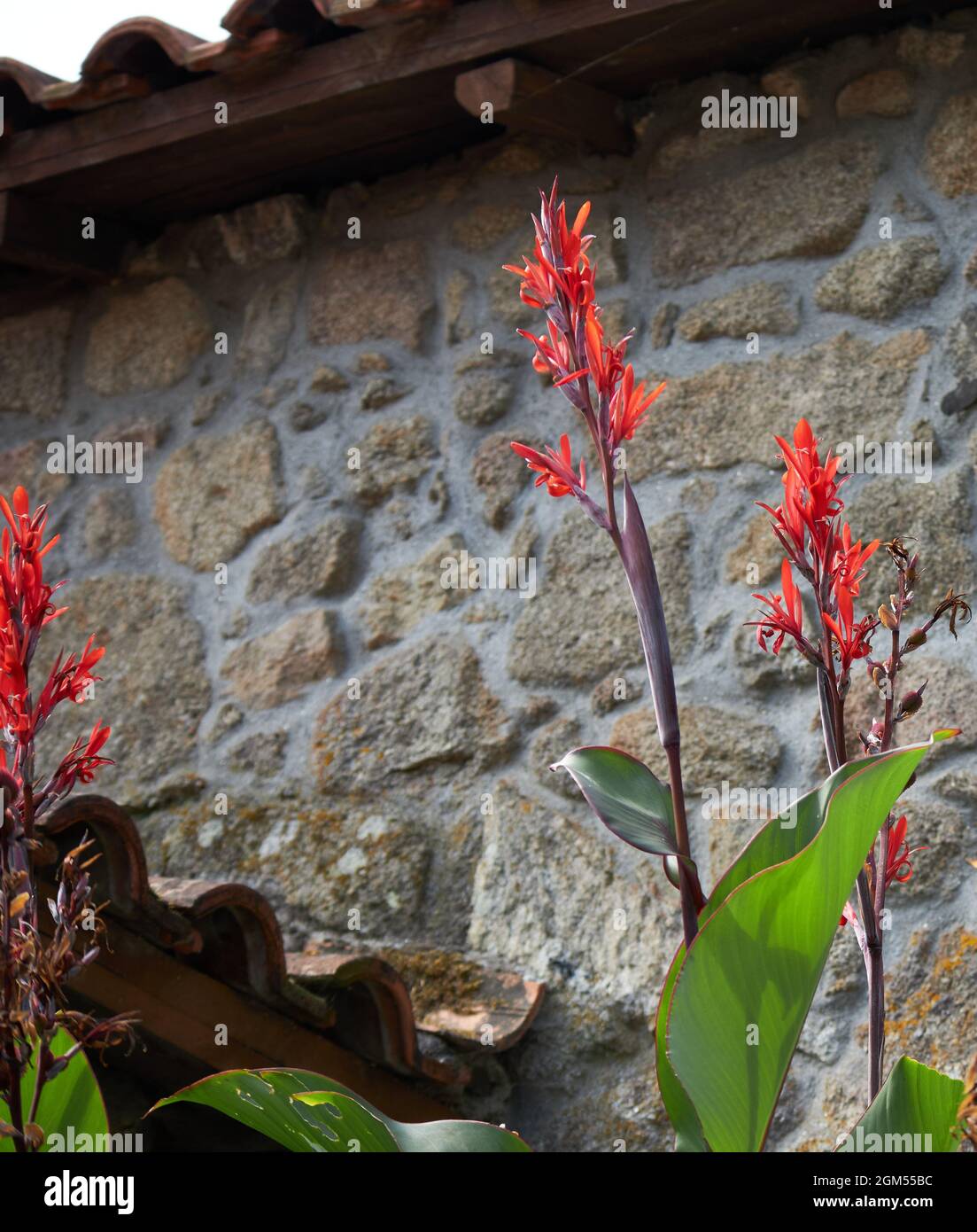 flor roja especial, enfrente de una fachada de piedra Stockfoto