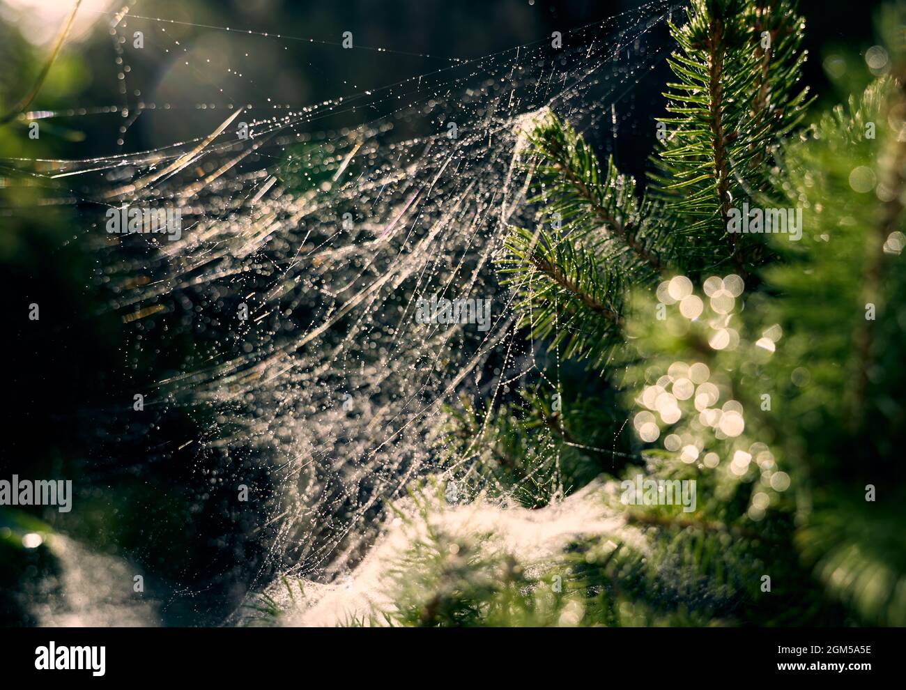 Spinnennetz auf den Zweigen der aß in der Sonne. Farbig, Vollformat Stockfoto