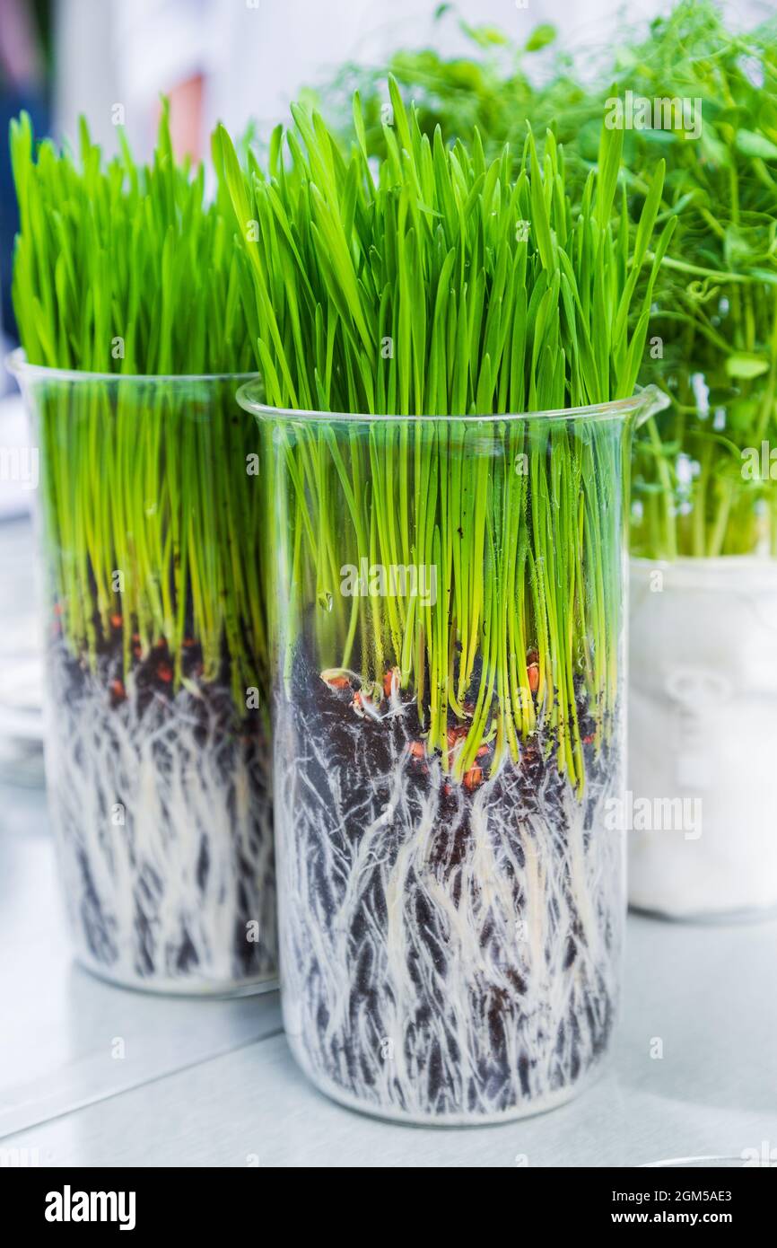 Keimung und Energieanalyse von Pflanzen auf dem Tisch im Labor Stockfoto