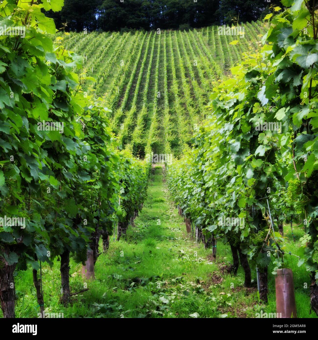 Grüner Weinberg mit Weinreben in Reihen an einem sonnigen Tag Stockfoto