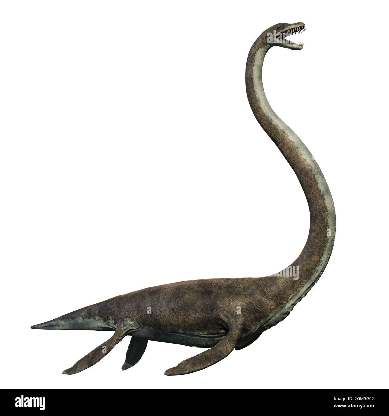 Elasmosaurus, ein Wasserreptil aus der späten Kreidezeit, eines der längsten Halstiere, die je gelebt haben, isoliert auf weißem Hintergrund, 3d Stockfoto