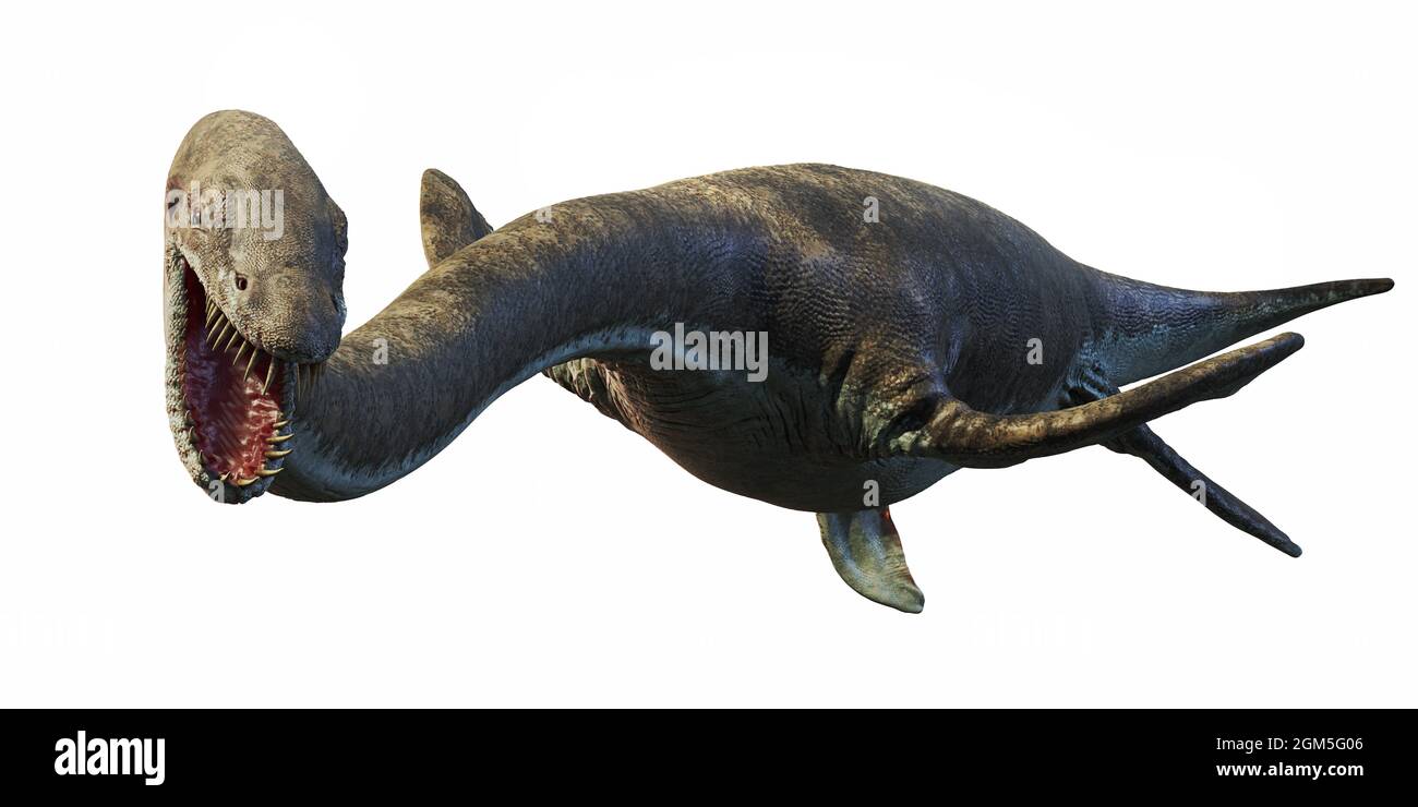 Elasmosaurus, Gattung des Plesiosaurs aus der späten Kreidezeit, isoliert auf weißem Hintergrund, 3d-Wissenschaftsdarstellung Stockfoto