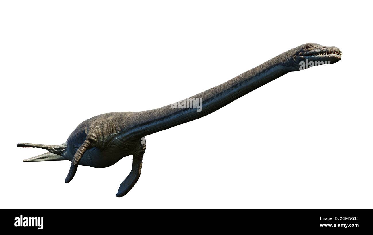 Elasmosaurus, Plesiosaurier aus der späten Kreidezeit, isoliert auf weißem Hintergrund, 3d-Darstellung der Wissenschaft Stockfoto