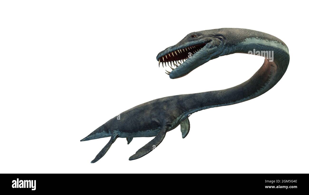 Elasmosaurus platyurus Fotos und Bildmaterial in hoher Auflösung Alamy