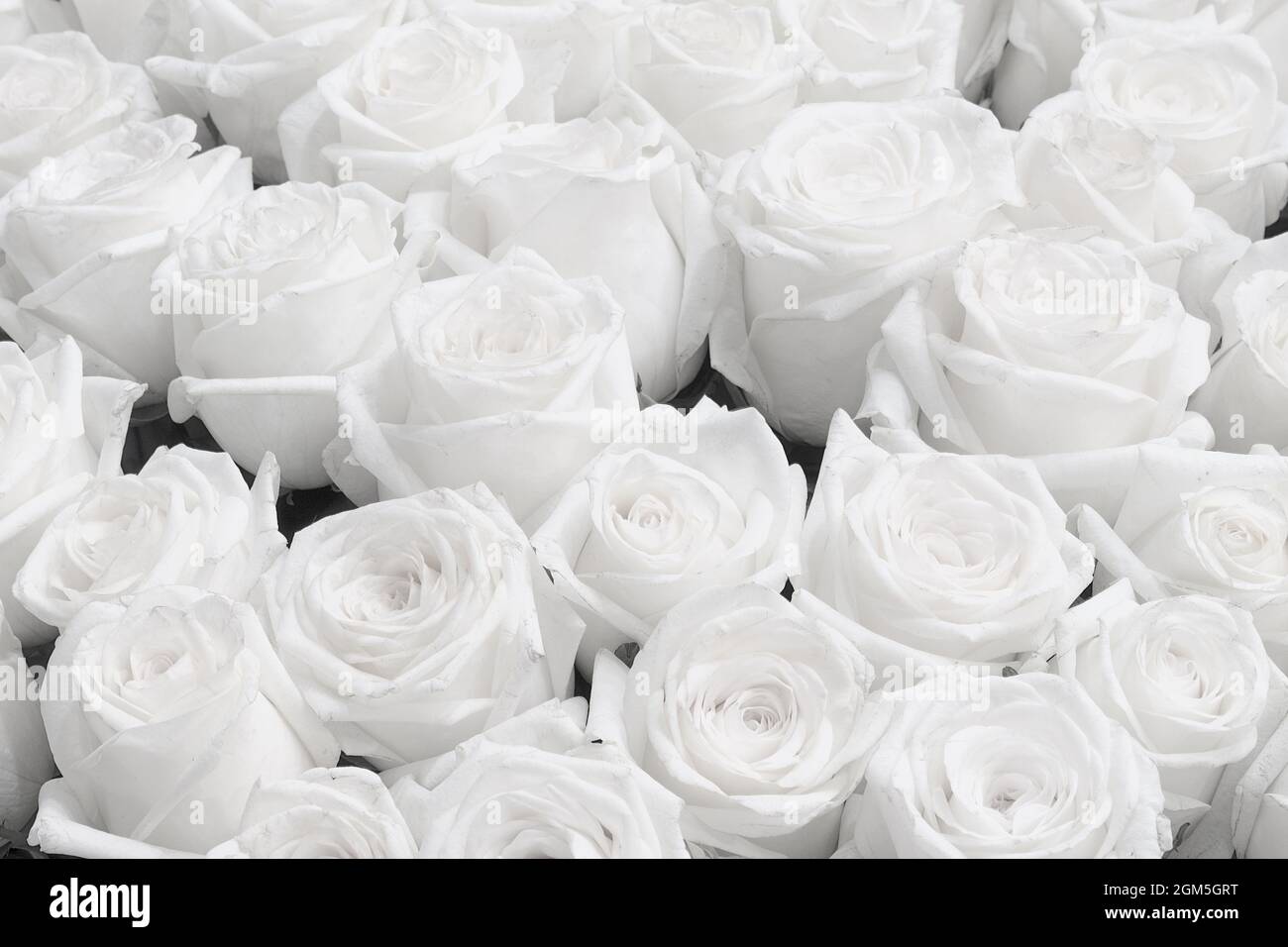 Weiße Rose Hintergrund, Hochzeitseinladung Weiße Rosen Stockfotografie -  Alamy