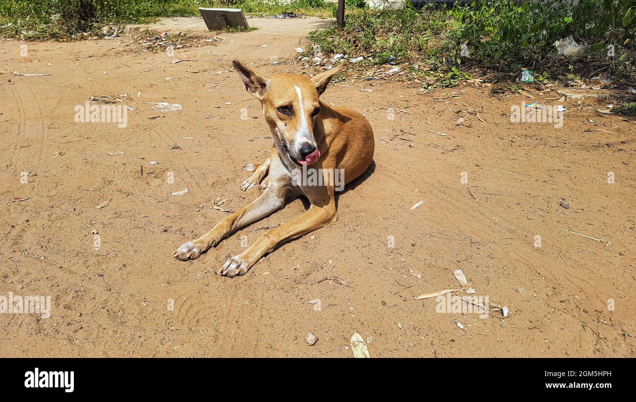 Pariah halb-wilder Hund sitzt auf dem schmutzigen Boden Stockfoto