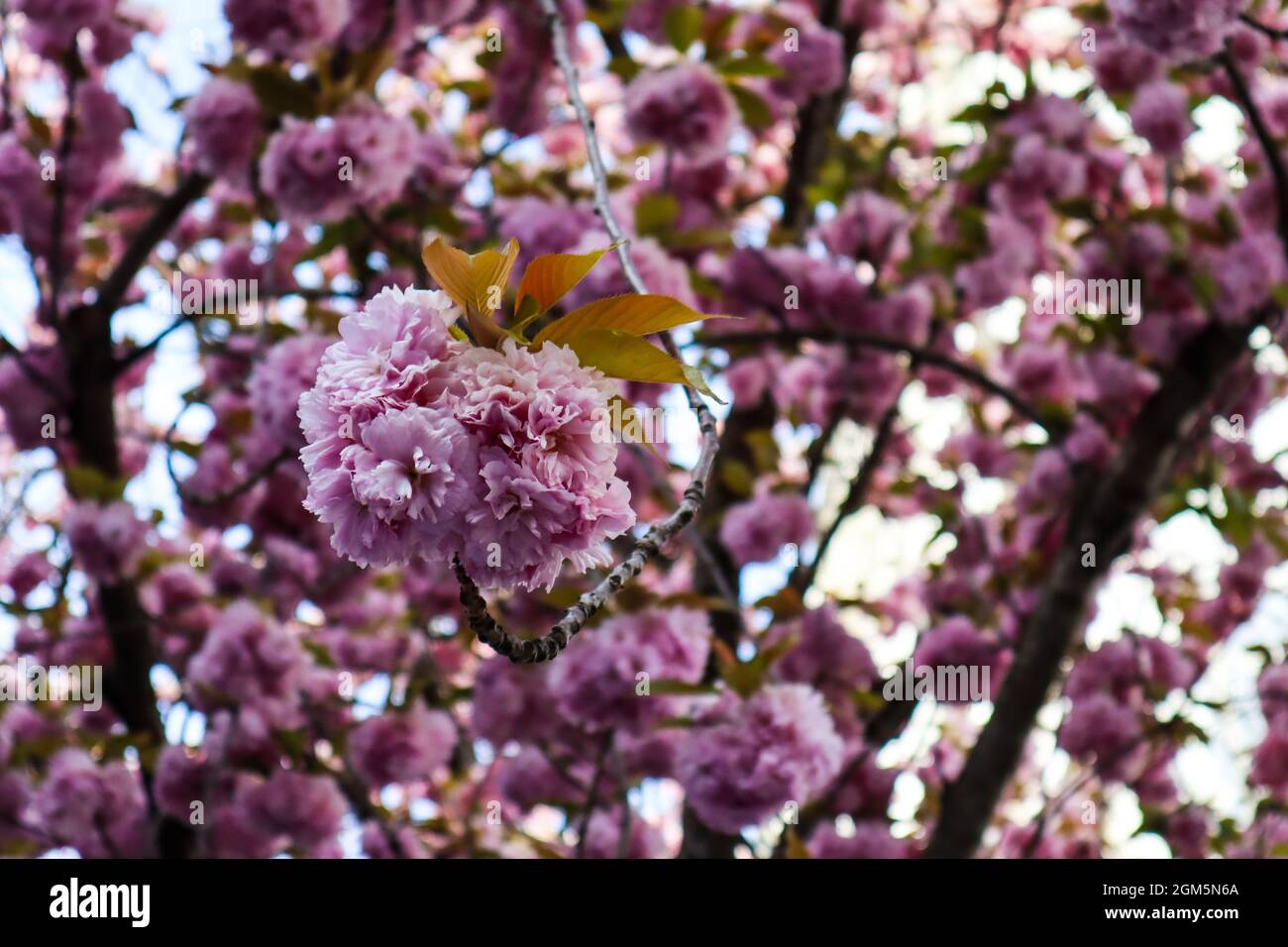 Blühende Kirschblüten in der Bonner Altstadt. Stockfoto