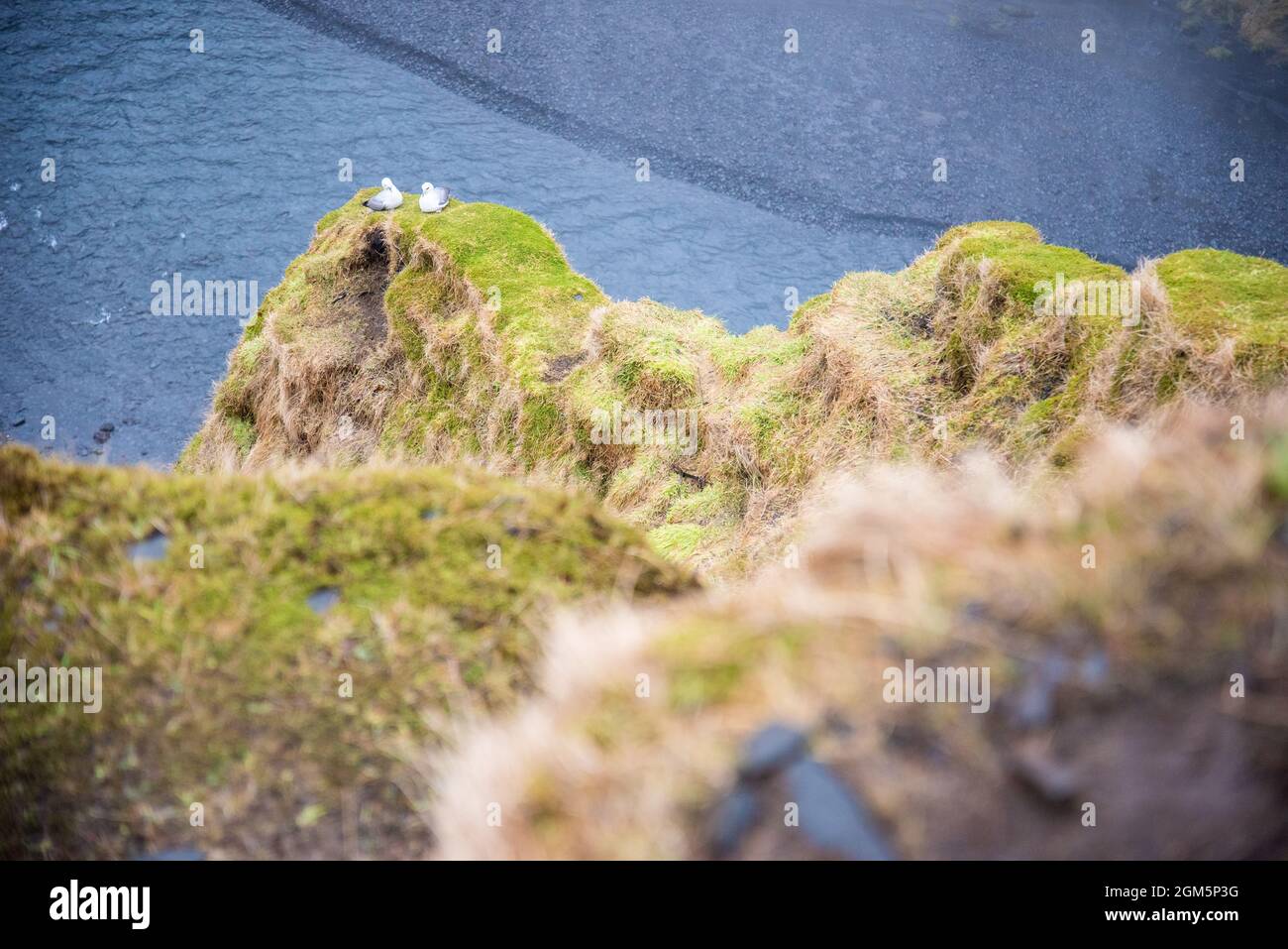 Moosiger Canyon in Island mit zwei Tauben, die zusammen sitzen, lieben Vögel mit einem Fluss unter ihnen. Stockfoto