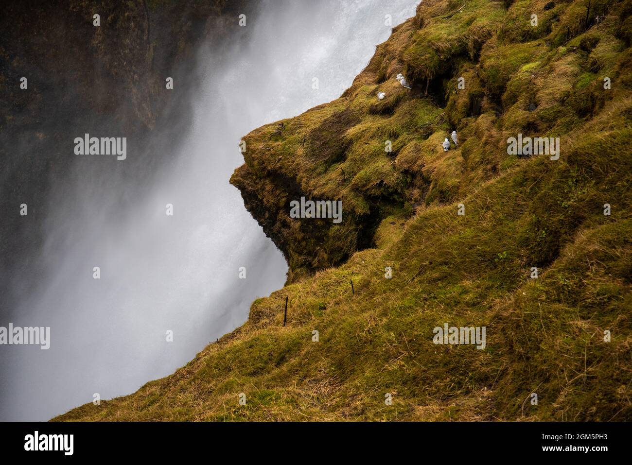 Riesiger isländischer Wasserfall von der Spitze einer moosigen Klippe. Stockfoto