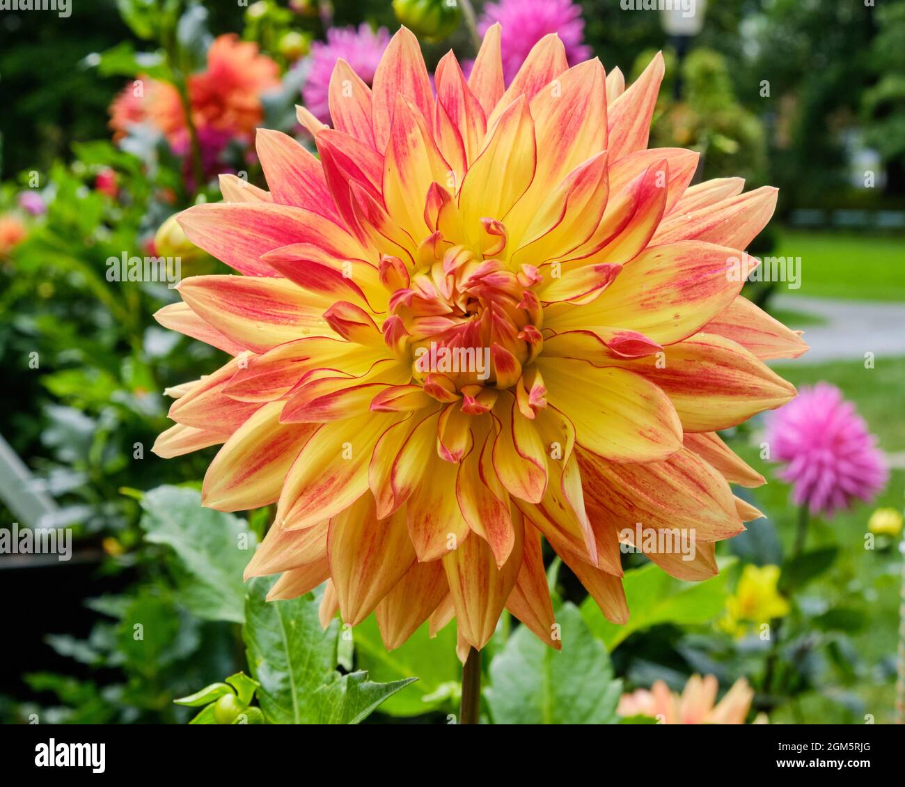 Single Dahlia namens 'Tribune's Janet E. Gray' in Blüte im Halifax Public Garden Stockfoto