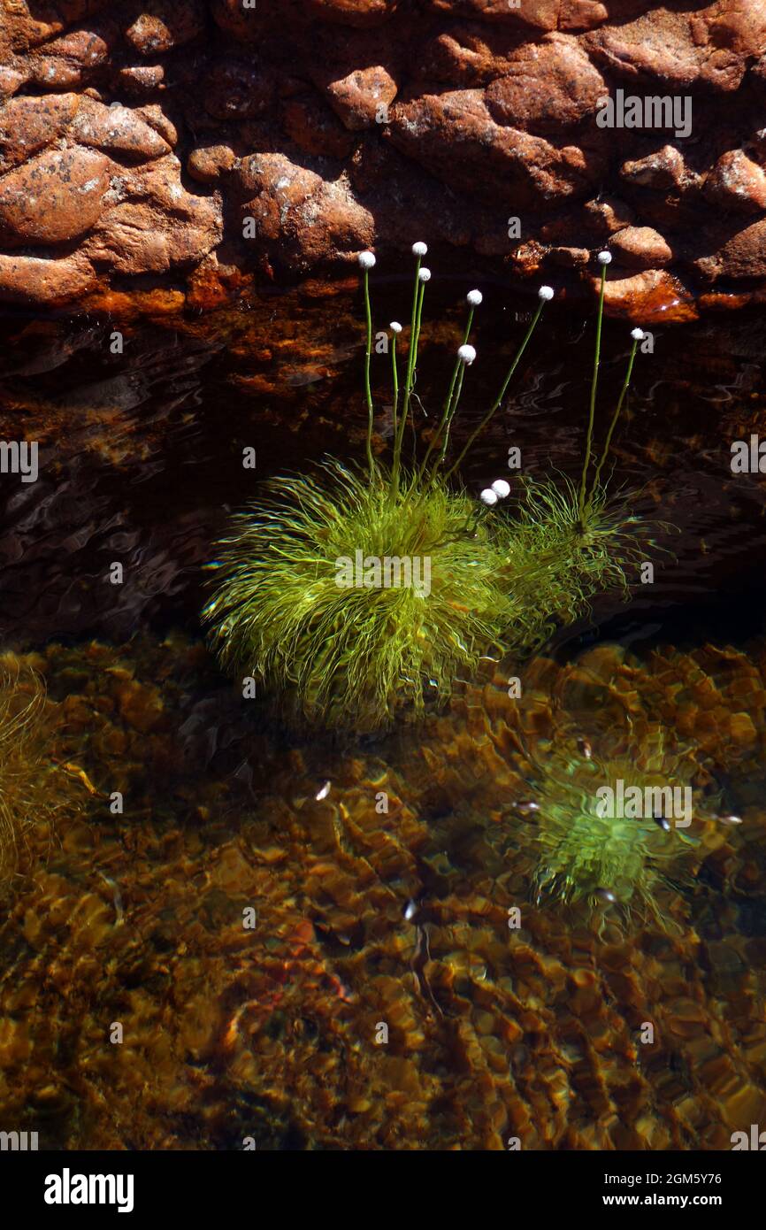Wasserpinkushions (Eriocaulon setaceum), Lorella Springs Station, East Arnhem Land, Northern Territory, Australien Stockfoto