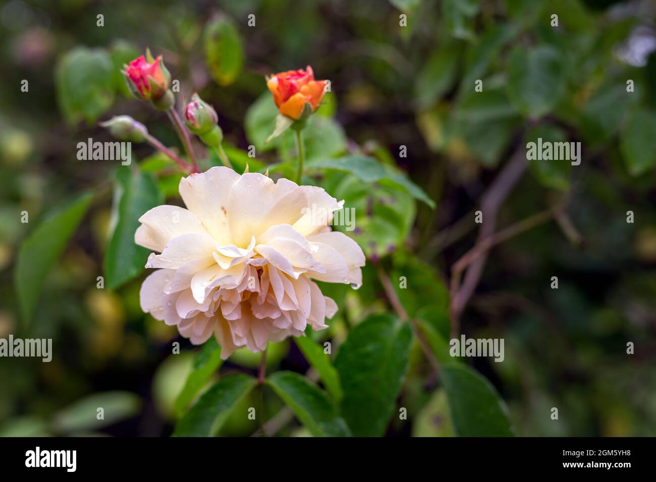 Nahaufnahme eines Rosenbusches mit gelben Blüten und orangefarbenen Knospen im Sommer Stockfoto