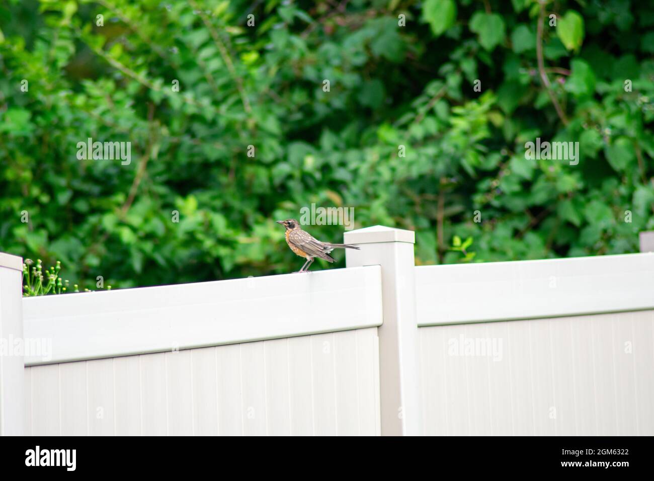 Ein Vogel auf einem Tan Zaun in einem Hinterhof in Suburban Pennsylvania Stockfoto