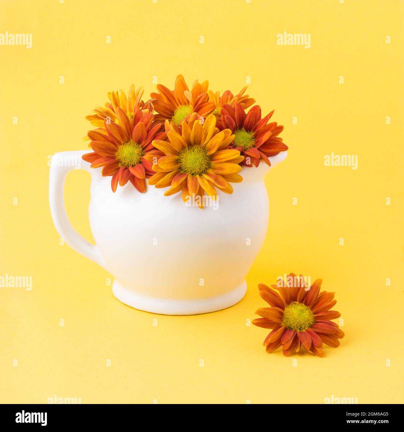 Chrysantheme Blumen in einem weißen Teekannen, bunte Blumen auf einem leuchtend orangefarbenen Hintergrund, einfaches Wohndekor-Konzept Stockfoto