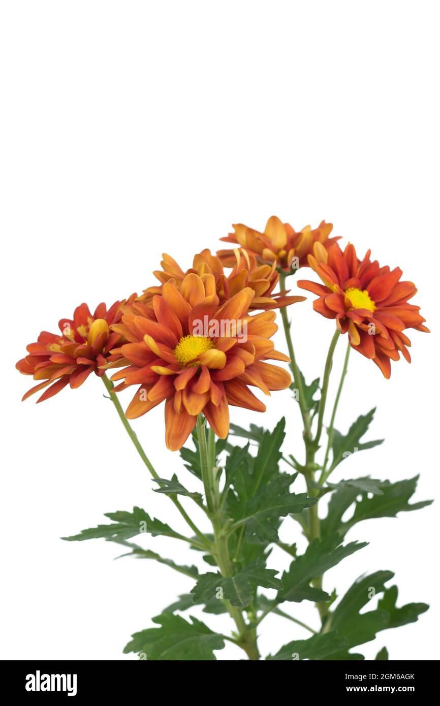 Leuchtend orange Chrysantheme Blumen, bunte Blumen, Garten Mütter oder chrysanthen in weißem Hintergrund, blühende Pflanze Stockfoto