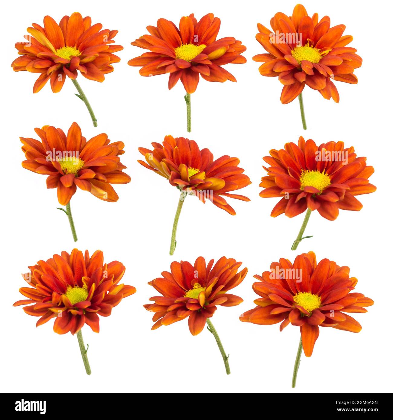 Set aus leuchtend orangefarbenen Chrysanthemen, verschiedenen Winkeln, isolierten Blumen, Gartenmums oder chrysanthen auf weißem Hintergrund Stockfoto