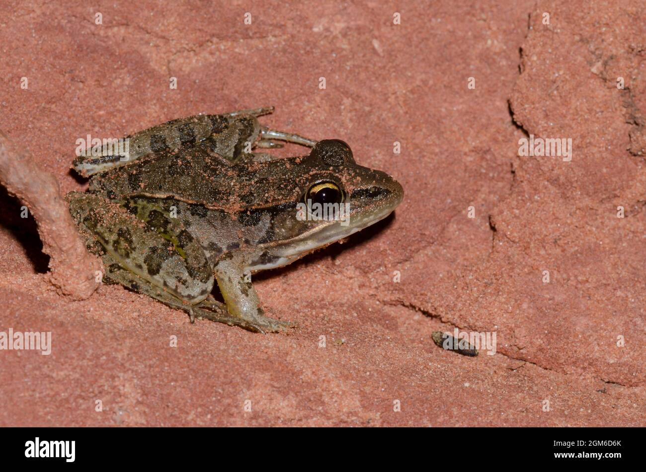 Südliche Leopard Frog, Lithobates sphenocephala Stockfoto