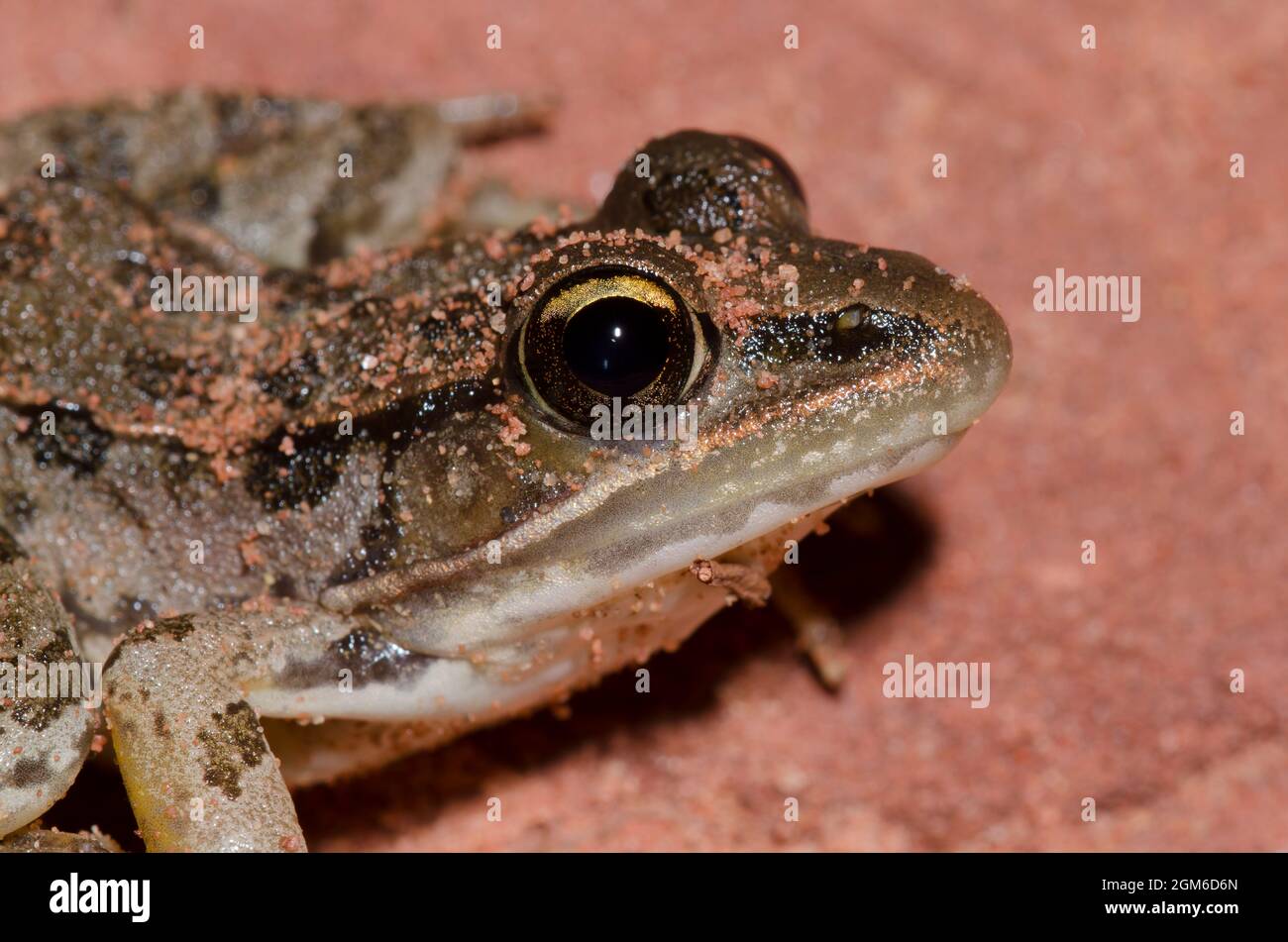 Südliche Leopard Frog, Lithobates sphenocephala Stockfoto