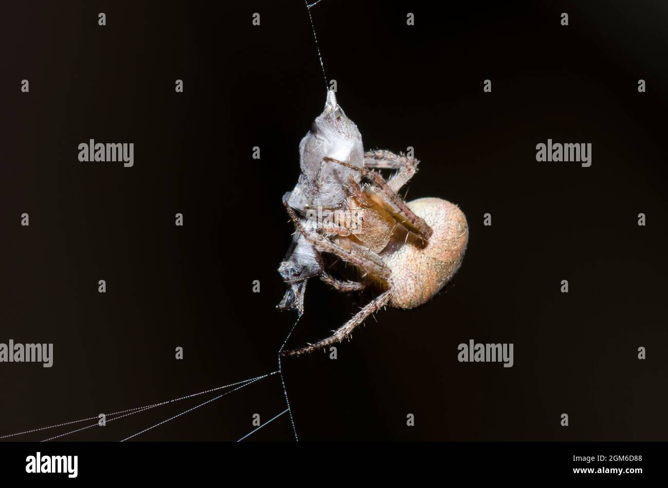 Orb Weaver, Familie Araneidae, Wrapping Beute. Fotografiert bei Nacht. Stockfoto