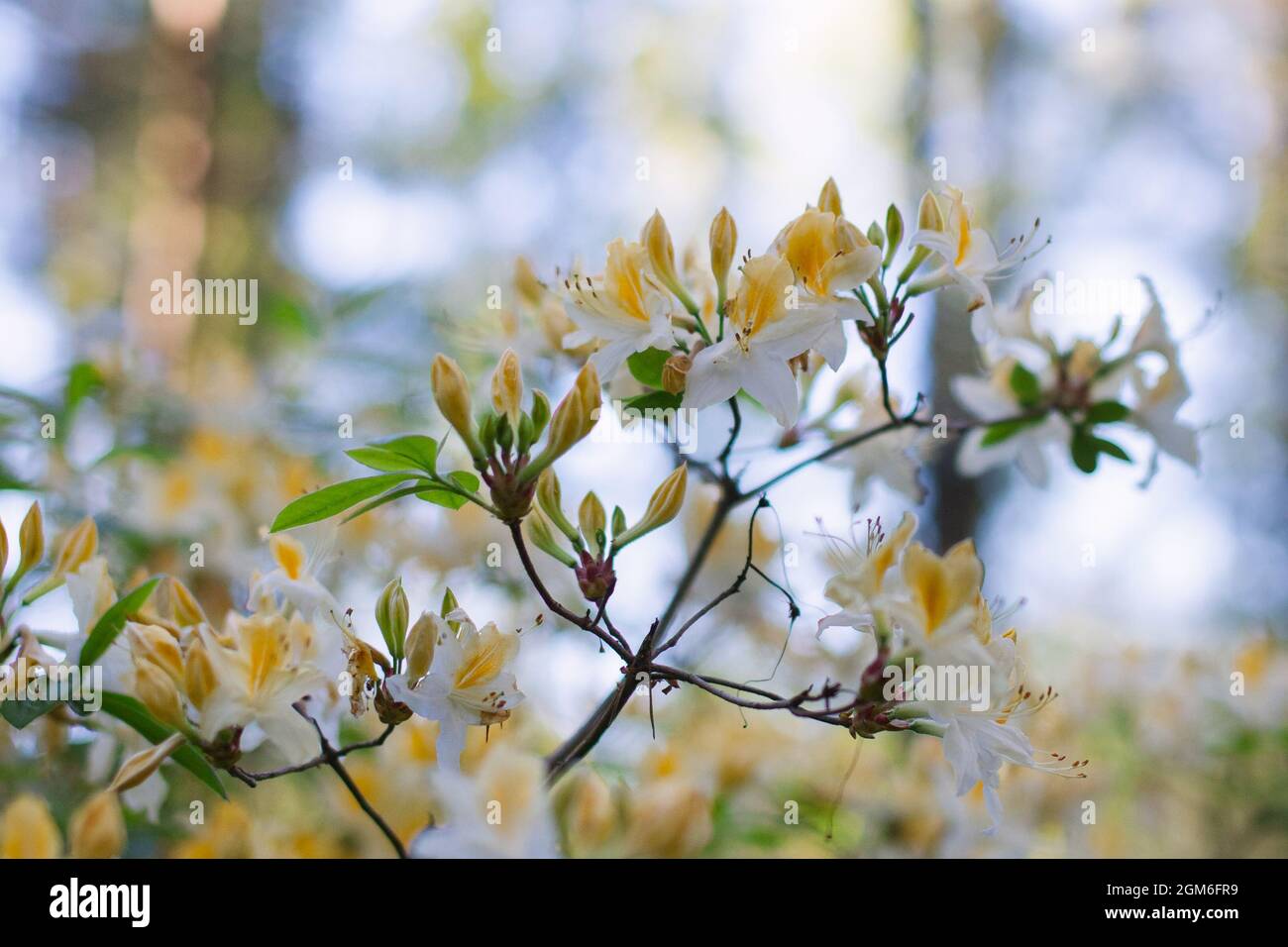 Nahaufnahme eines Blütenzweiges. Weiße und gelbe Blüten, Rhododendron-Nordlichter, in einem Wald. Bäume und blauer Himmel im Hintergrund. Stockfoto