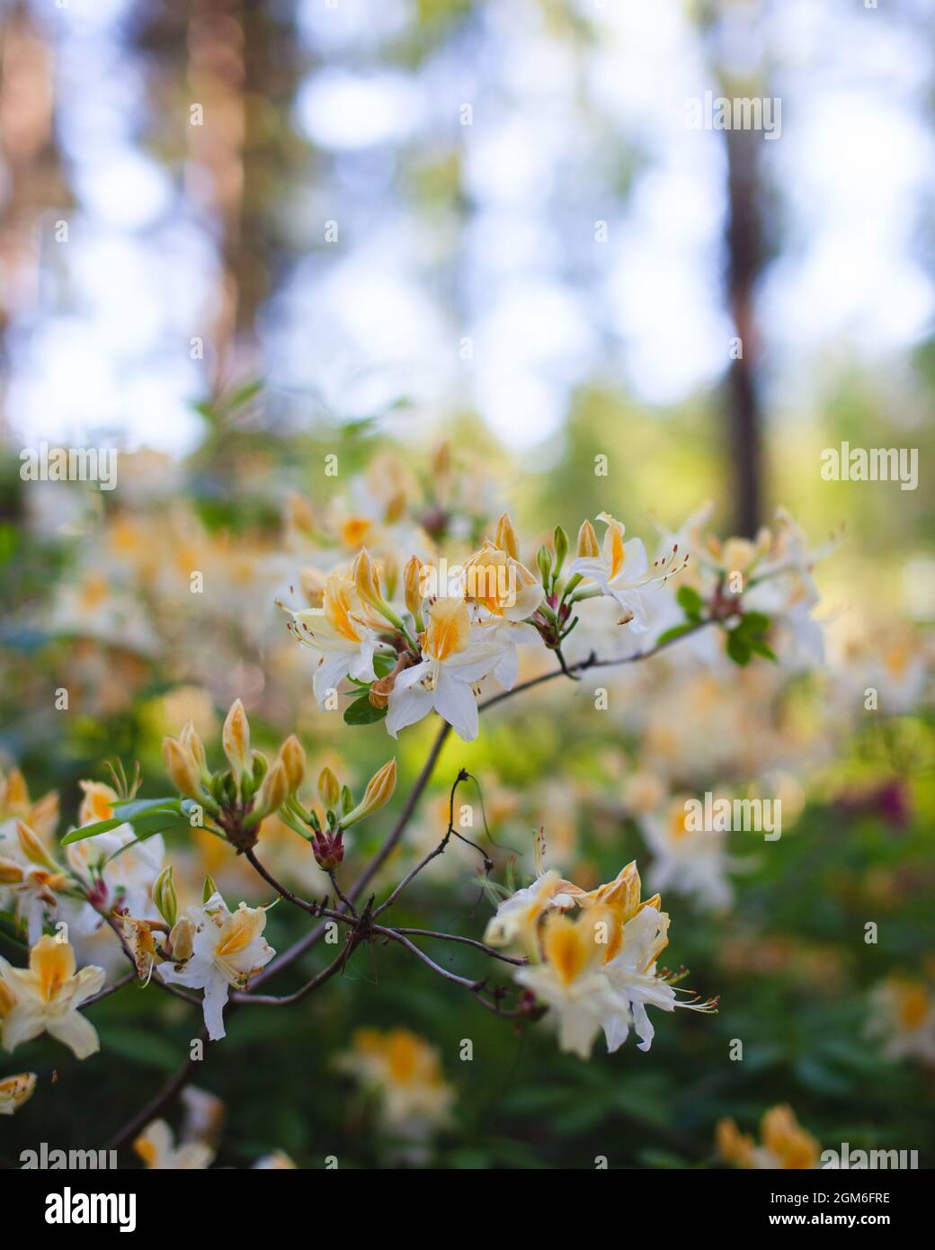 Nahaufnahme eines Blütenzweiges. Weiße und gelbe Blüten, Rhododendron-Nordlichter, in einem Wald. Bäume und blauer Himmel im Hintergrund. Stockfoto