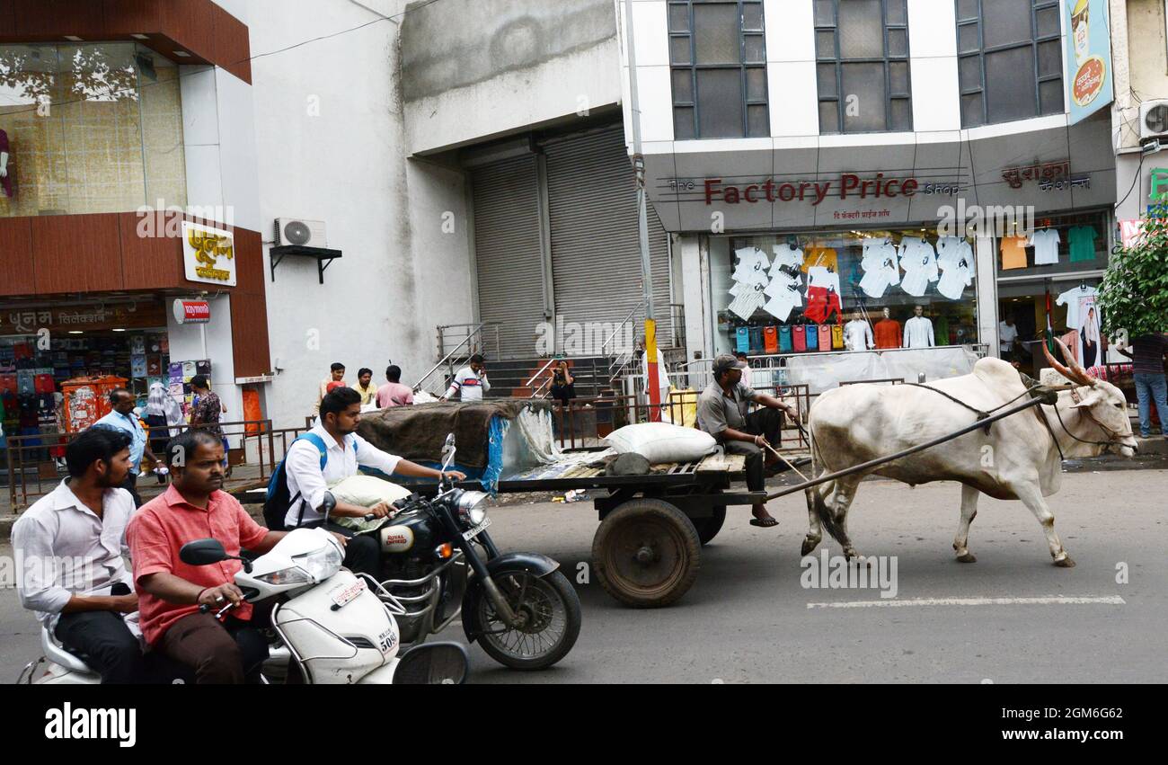 Ein Bullock-Wagen mit großen Eisblöcken auf der MG Road in Pune, Indien. Stockfoto