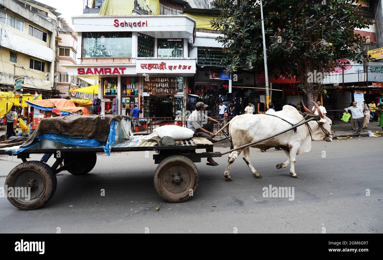 Ein Bullock-Wagen mit großen Eisblöcken auf der MG Road in Pune, Indien. Stockfoto