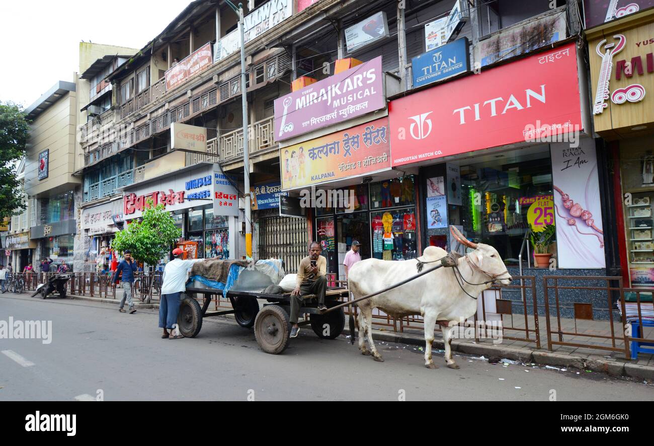 Ein Bullock-Wagen mit großen Eisblöcken auf der MG Road in Pune, Indien. Stockfoto