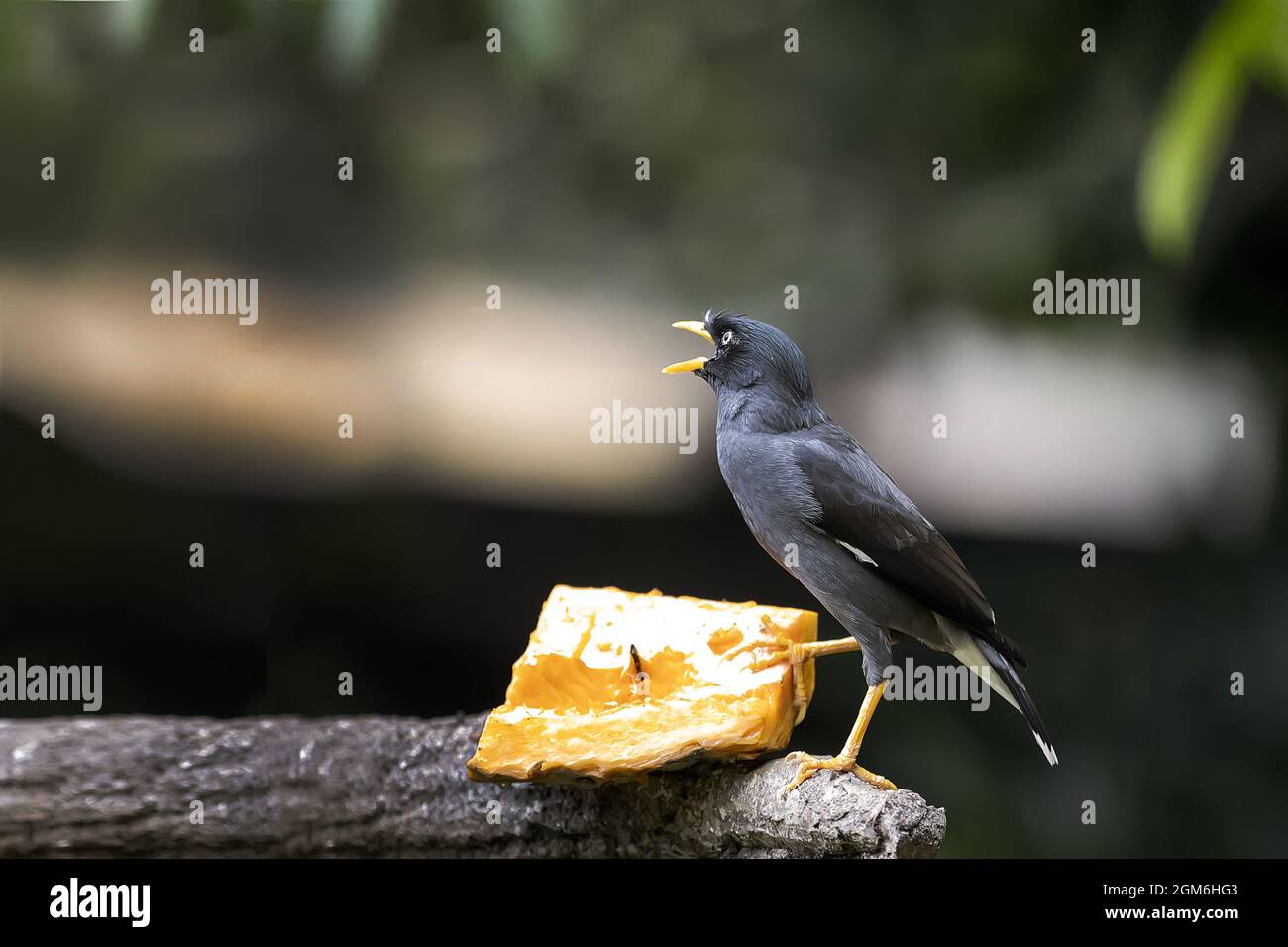 Schwarzer Java-Myna-Vogel Stockfoto