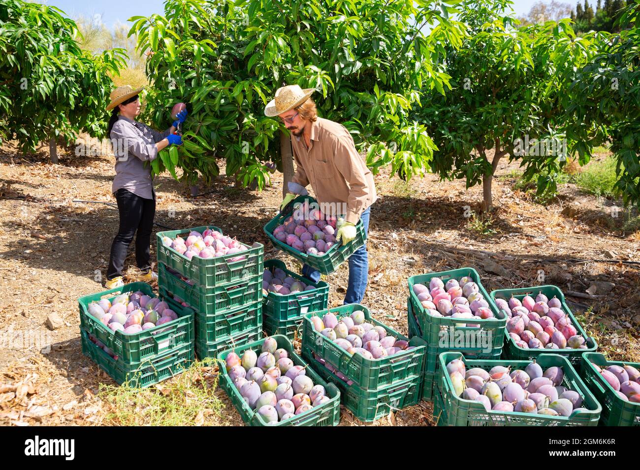 Arbeiter, der Mango-Kisten auf dem Ackerfeld lagert Stockfoto