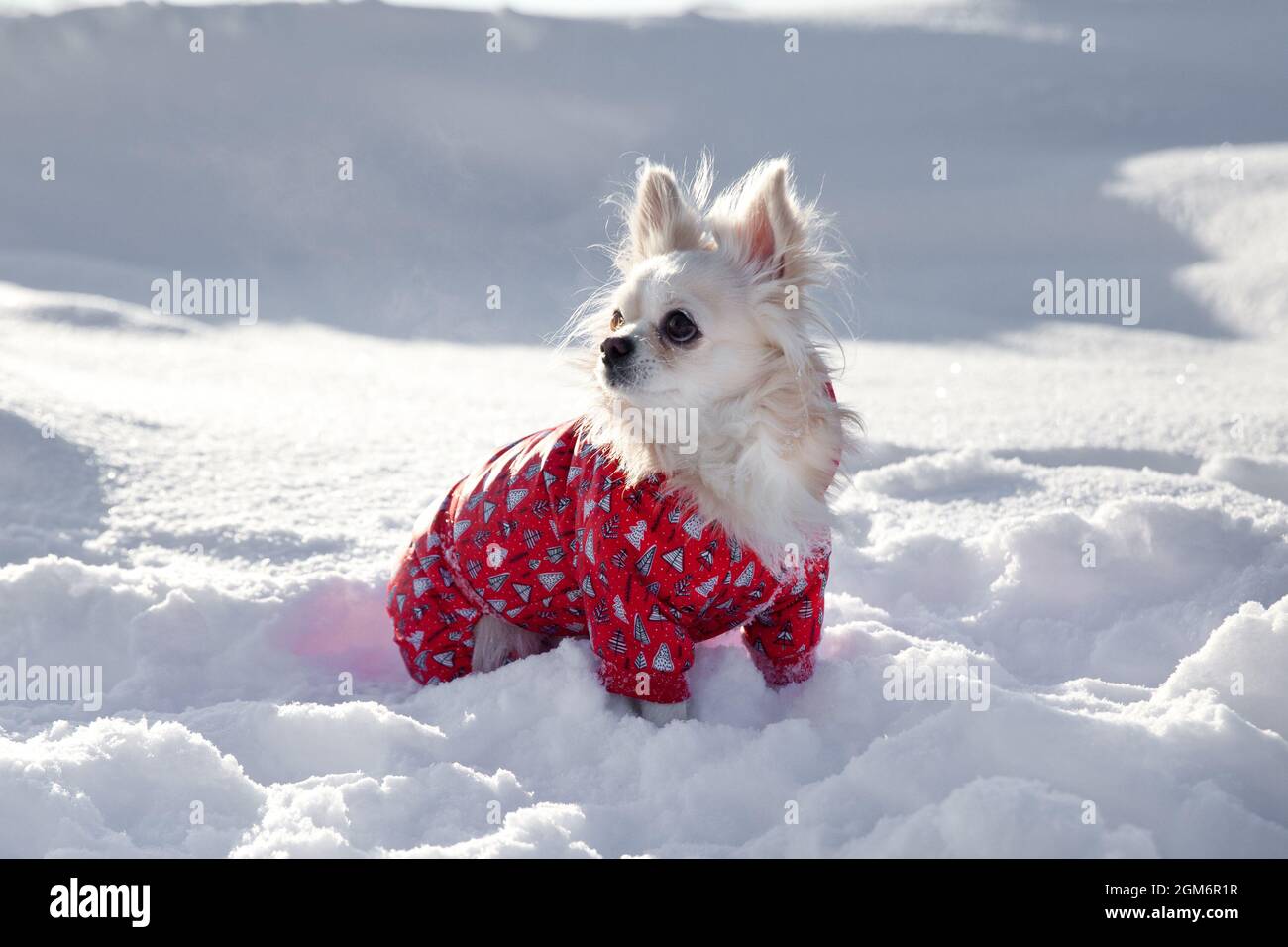 Weißer kleiner Hund läuft im Schnee. Ein chihuahua Hund in einer Winterjacke. Stockfoto