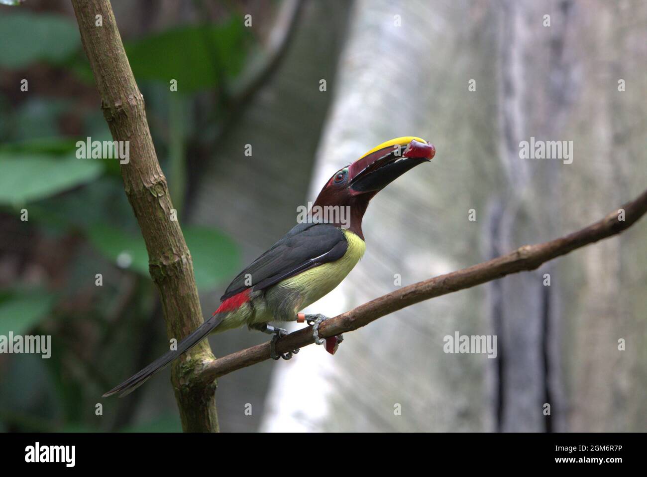 Nahaufnahme eines grünen Tukans auf einem Baumzweig, der Nahrung im Schnabel hält Stockfoto