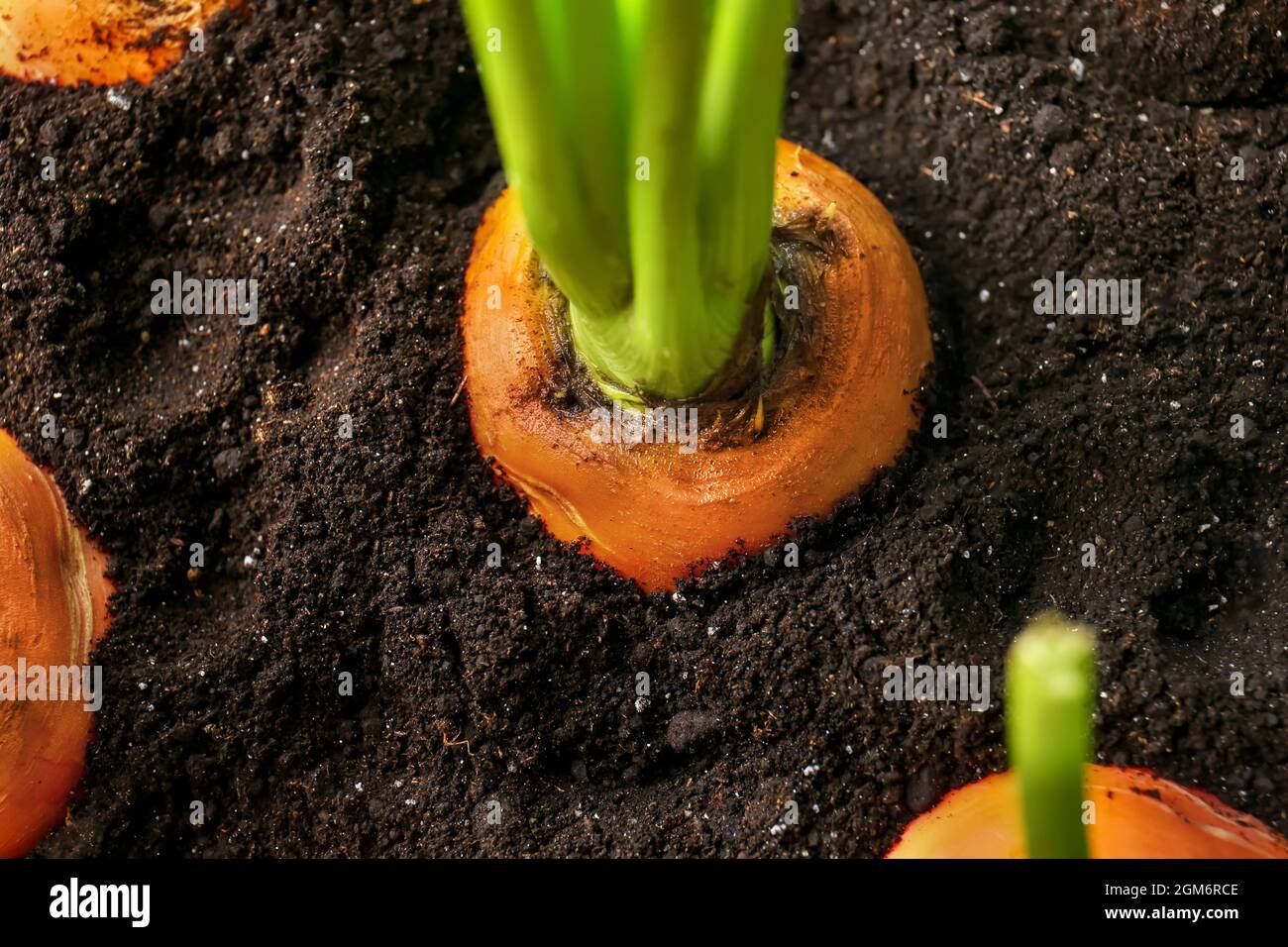 Karotten wachsen im Boden, Nahaufnahme Stockfoto