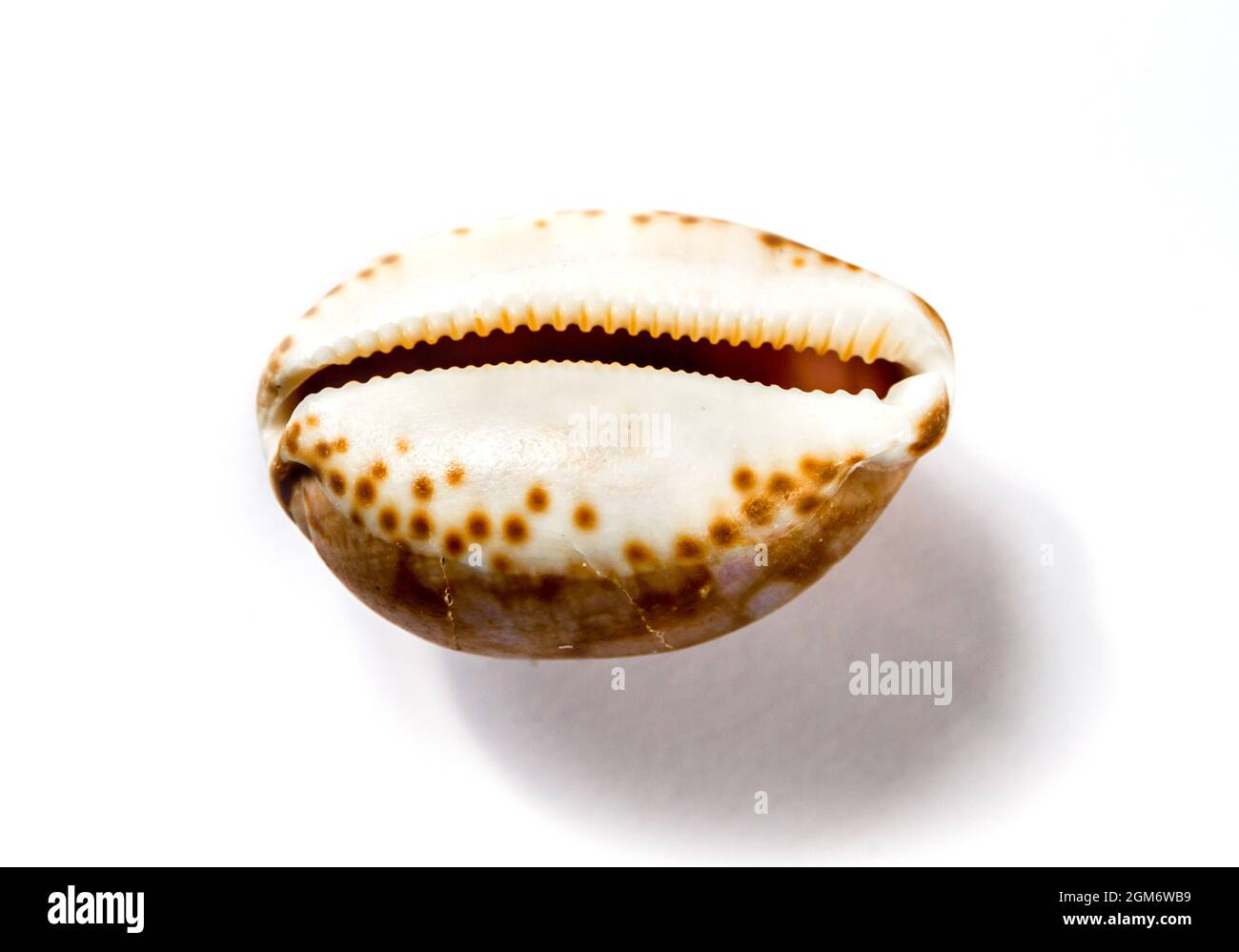 Cypraea tigris, Tiger-Kaurie, isoliert auf weißem Hintergrund Stockfoto