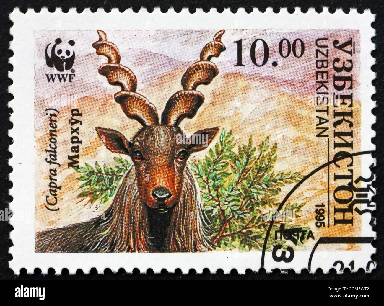 USBEKISTAN - UM 1995: Eine in Usbekistan gedruckte Marke zeigt Markhor, Capra Falconeri, Schraubenhornritte, Wildlife, um 1995 Stockfoto