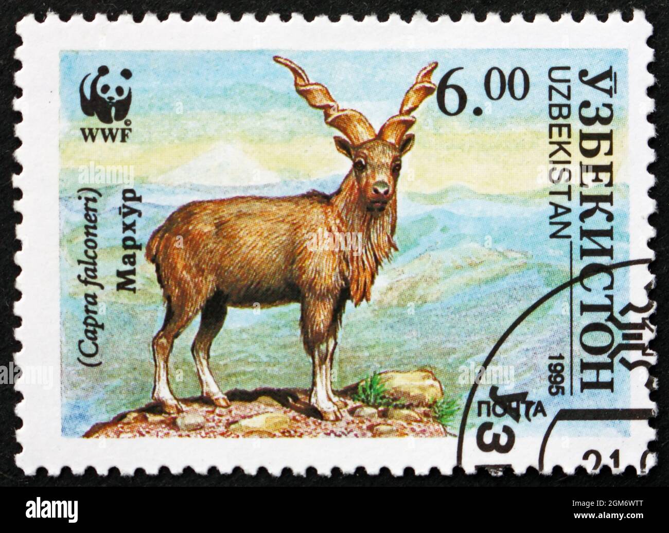 USBEKISTAN - UM 1995: Eine in Usbekistan gedruckte Marke zeigt Markhor, Capra Falconeri, Schraubenhornritte, Wildlife, um 1995 Stockfoto