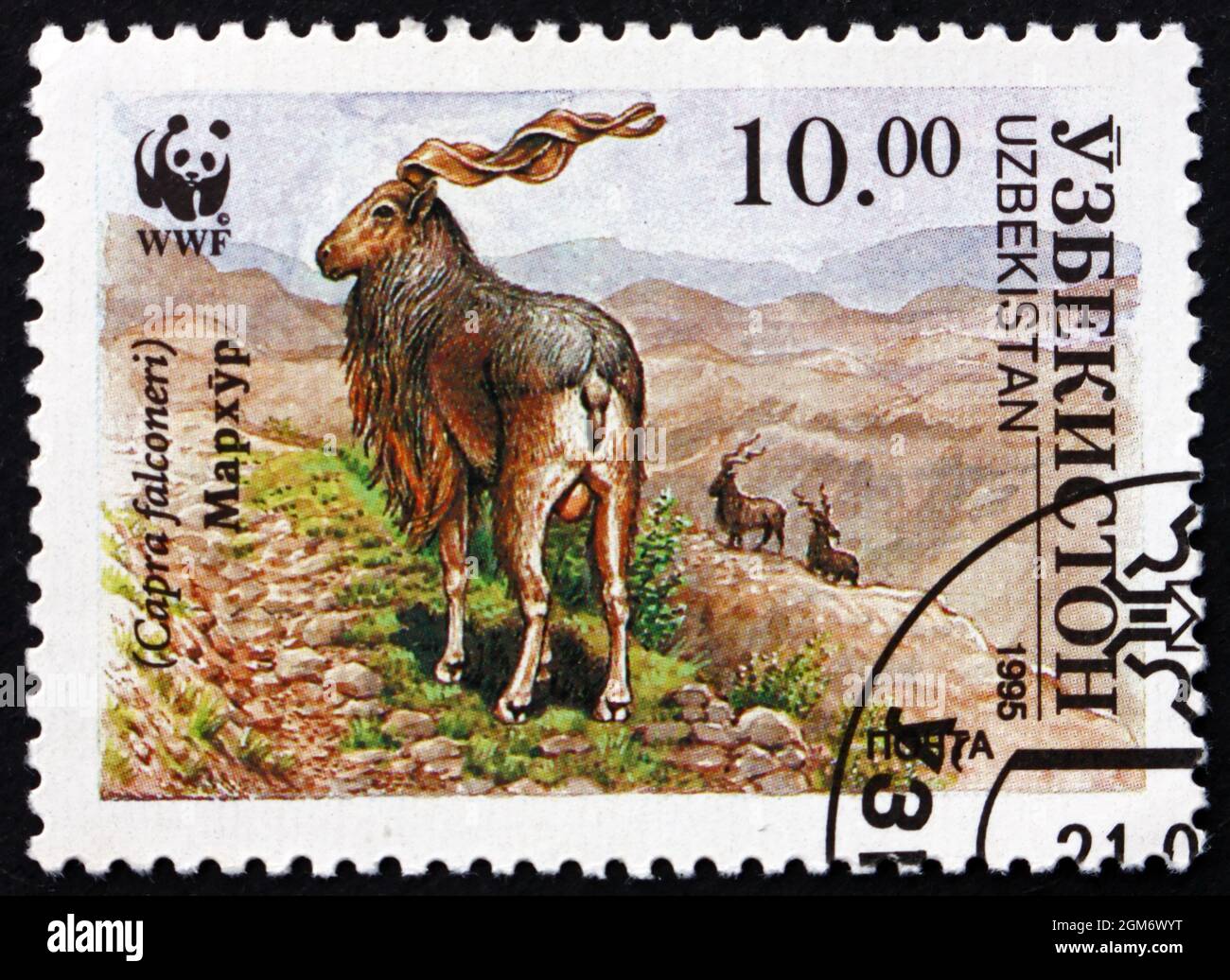 USBEKISTAN - UM 1995: Eine in Usbekistan gedruckte Marke zeigt Markhor, Capra Falconeri, Schraubenhornritte, Wildlife, um 1995 Stockfoto