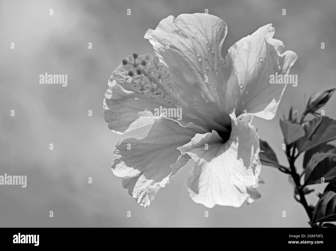 Nahaufnahme eines Hibiskus mit Wassertropfen gegen den wolkigen Himmel in monochromer Form Stockfoto