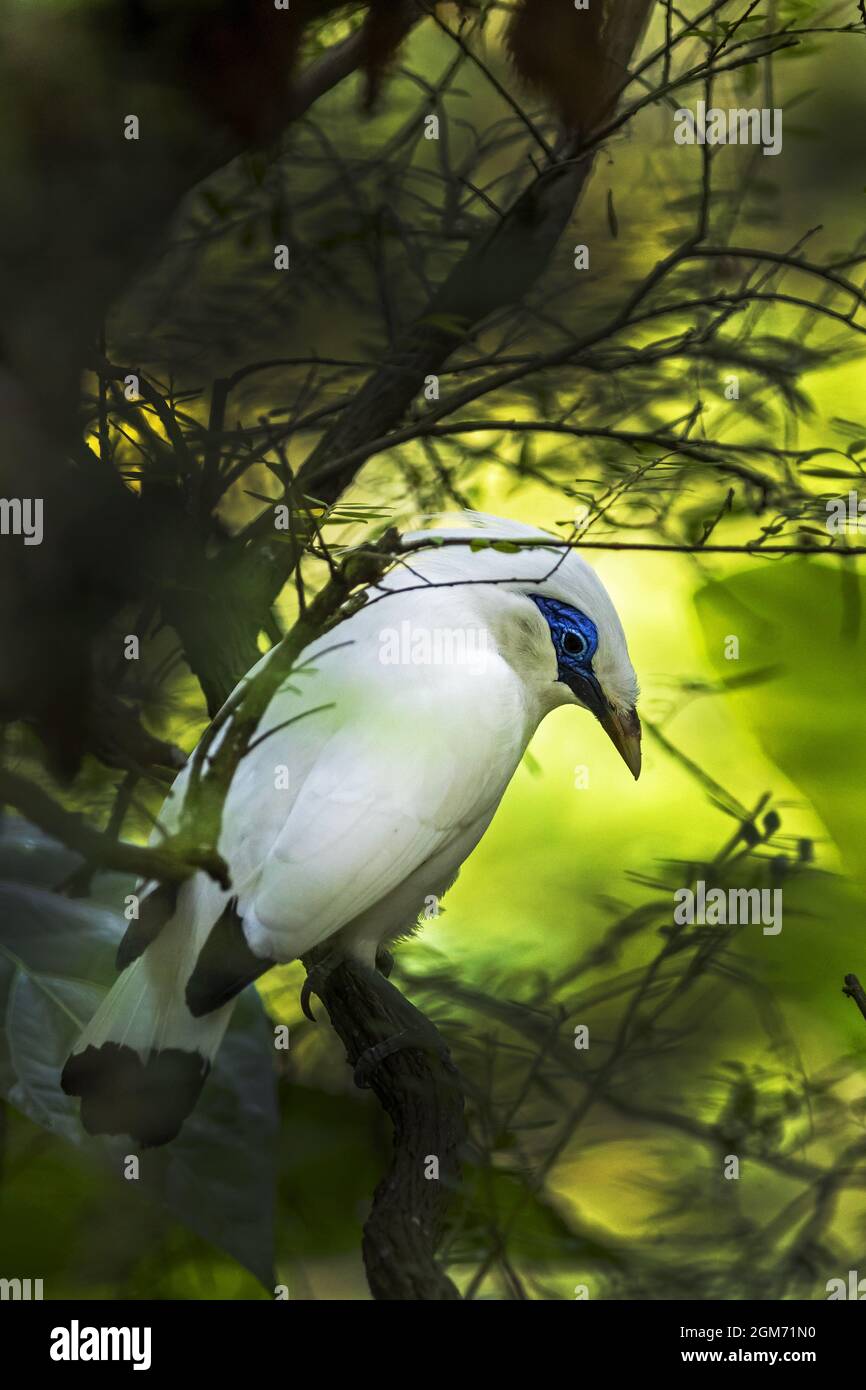 Hübscher Bali Starling Bird Stockfoto