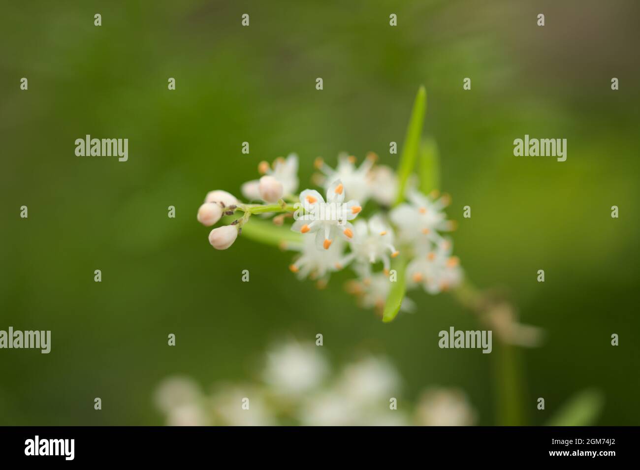 Kleine weiße Blüten von Spargel densiflorus, der Spargelfarn, natürliche Makro-floralen Hintergrund Stockfoto