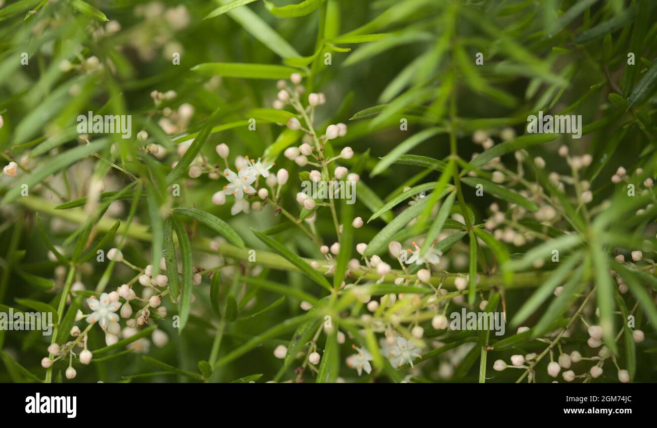 Kleine weiße Blüten von Spargel densiflorus, der Spargelfarn, natürliche Makro-floralen Hintergrund Stockfoto