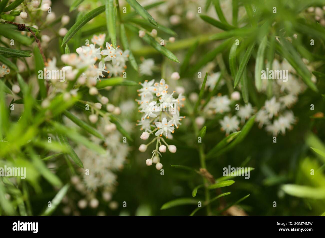 Kleine weiße Blüten von Spargel densiflorus, der Spargelfarn, natürliche Makro-floralen Hintergrund Stockfoto