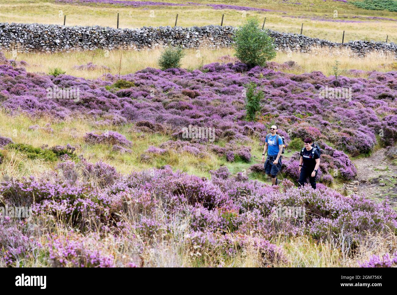 Lake District Walking - zwei Personen wandern im Sommer in farbenfrohem Heidekraut auf dem Walla Crag in der Nähe von Keswick, dem Lake District National Park, Großbritannien Stockfoto Lake District Walking - zwei Personen wandern im Sommer in farbenfrohem Heidekraut auf dem Walla Crag in der Nähe von Keswick, dem Lake District National Park, Großbritannien Stockfoto