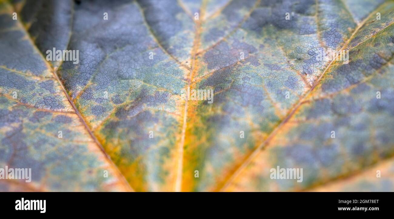 Herbstblattfarben und Adern Struktur in extremer Nahaufnahme Stockfoto